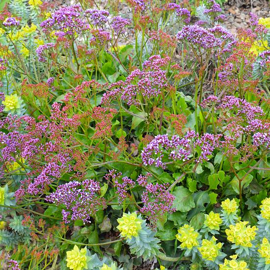A small botanical garden